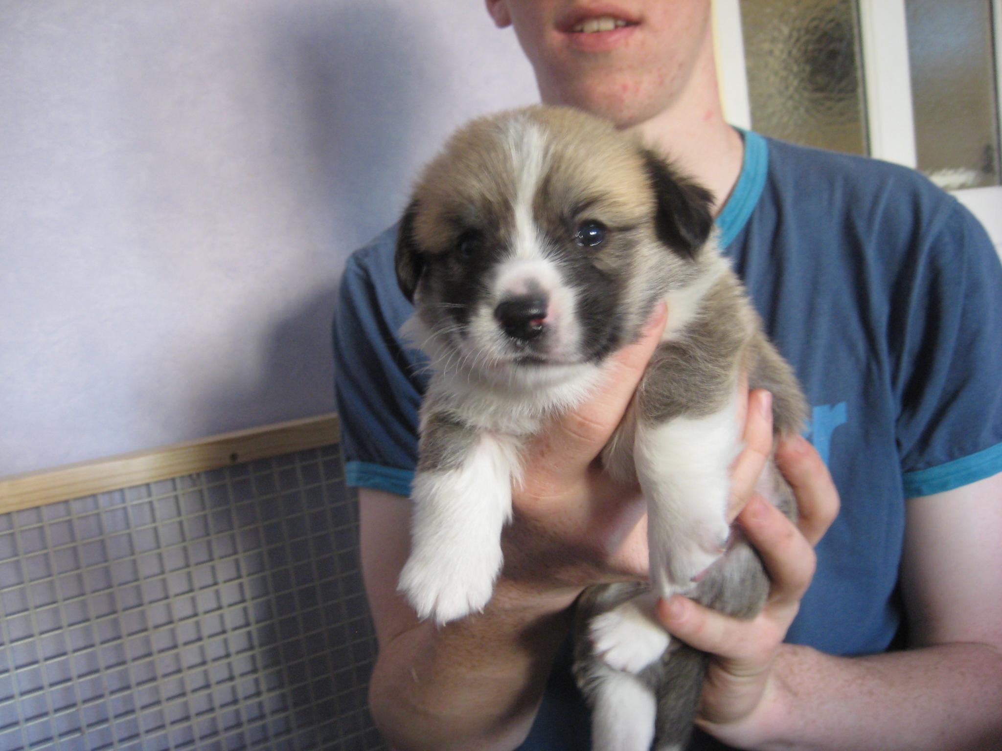 Pups